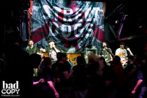 Street Dogs